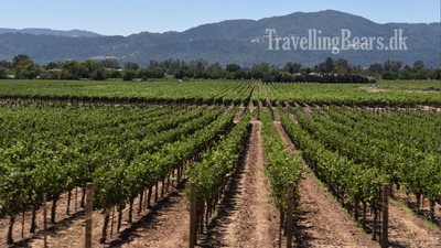 Travelling Bears wine tasting in Napa Valley, California