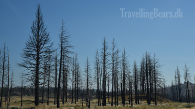 Travelling Bears at Mount Shasta, California